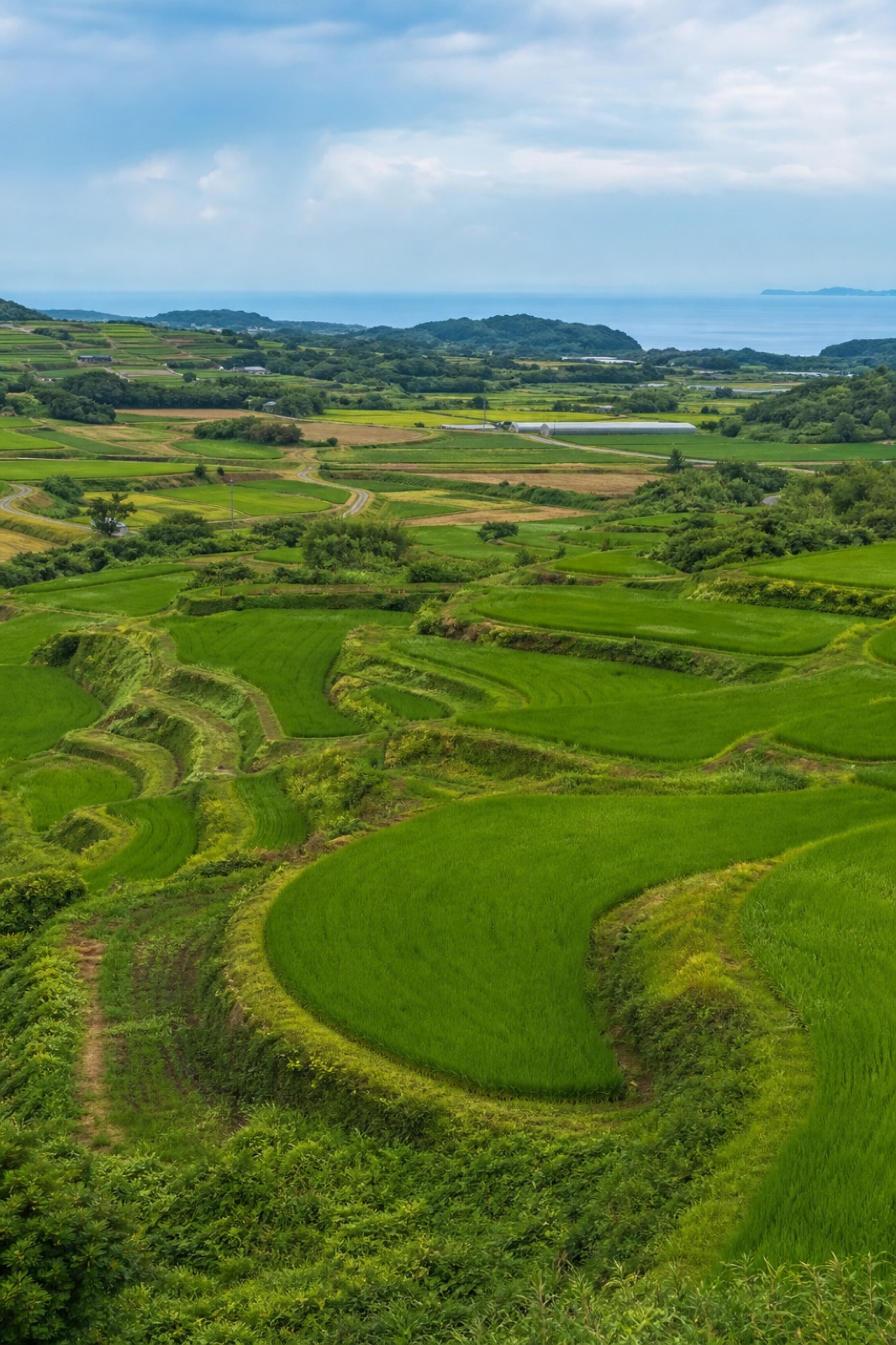 淡路島の棚田と緑